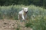 GOLDEN RETRIEVER 641